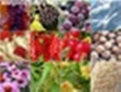 Имуностимулятор Текст